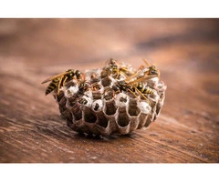 Pest Patrol Wasp Removal Brisbane