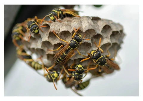 Pest Patrol Wasp Removal Brisbane - 2/2