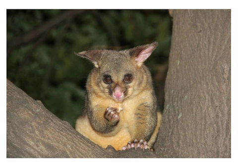 Pest Patrol Possum Removal Sydney - 1/4