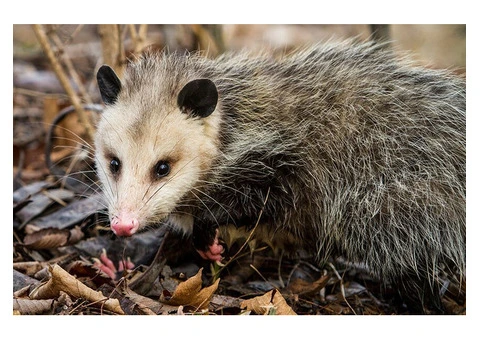Pest Patrol Possum Removal Sydney - 2/4