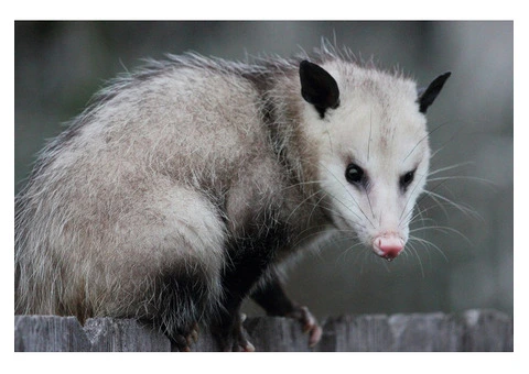 Pest Patrol Possum Removal Sydney - 4/4