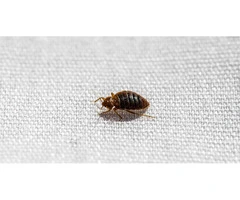 Pest Patrol Bed Bug Removal Melbourne