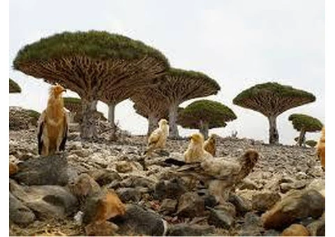 Socotra Travel Agency