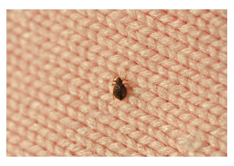 Pest Patrol Bed Bug Control Brisbane