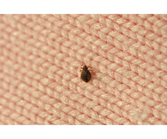 Pest Patrol Bed Bug Control Brisbane