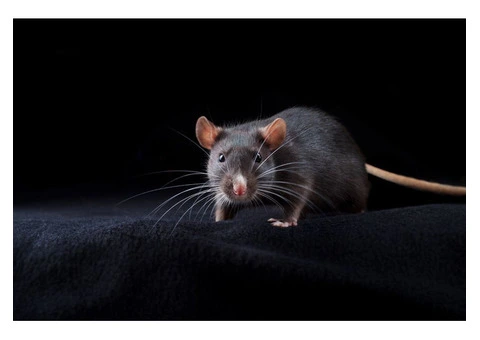 Happy Rodent Control Melbourne - 1/3