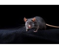 Happy Rodent Control Melbourne