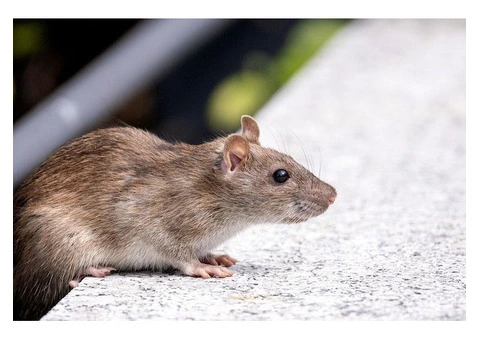 Happy Rodent Control Melbourne - 3/3
