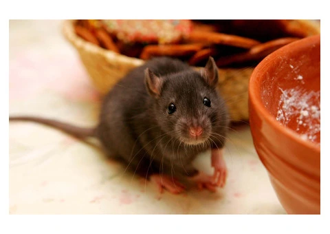 Happy Rodent Control Sydney - 1/6