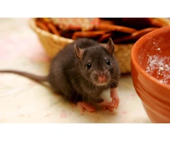 Happy Rodent Control Sydney