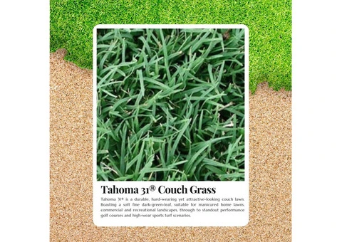 Low-Maintenance, High-Performance Turf with Tahoma 31 for Sale