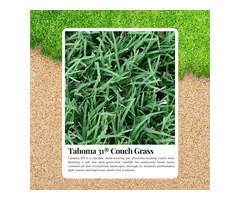 Low-Maintenance, High-Performance Turf with Tahoma 31 for Sale
