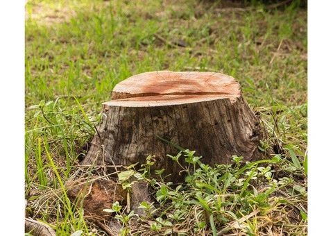 Why Professional Tree Removal and Trimming Services Matter in Wollongong & Illawarra