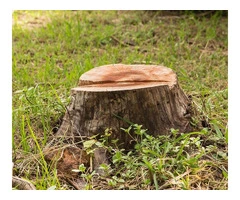 Why Professional Tree Removal and Trimming Services Matter in Wollongong & Illawarra