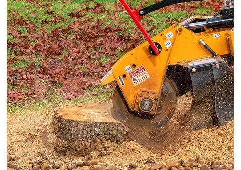 The Importance of Professional Tree Stump Removal in Wollongong & Illawarra.