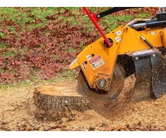 The Importance of Professional Tree Stump Removal in Wollongong & Illawarra.