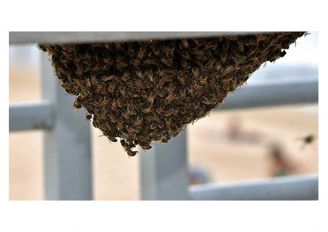 City Wide Bee Control Melbourne - 1/3