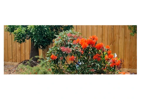 Expert Garden Maintenance in Melbourne Tailored for Your Space