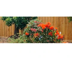 Expert Garden Maintenance in Melbourne Tailored for Your Space