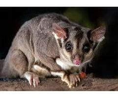Possum Removal Mosman - Expert and Safe Solutions