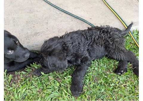 Labradoodle puppies for sale - 1/7