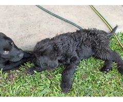 Labradoodle puppies for sale