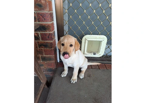 Labradoodle puppies for sale - 2/7