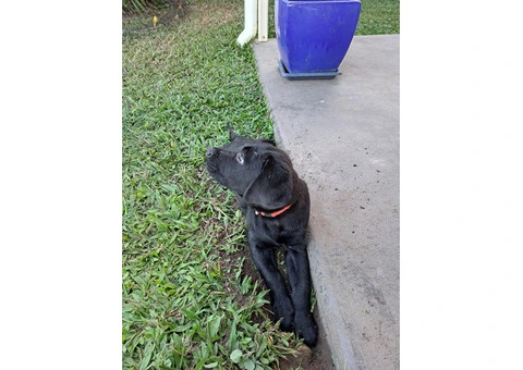 Labradoodle puppies for sale - 3/7