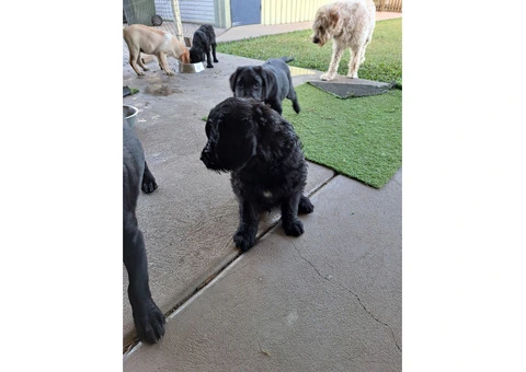 Labradoodle puppies for sale - 4/7