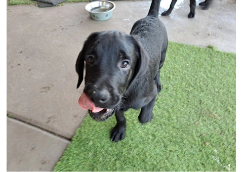Labradoodle puppies for sale - 5/7