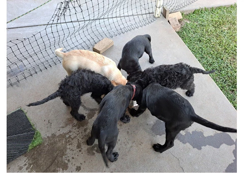 Labradoodle puppies for sale - 6/7