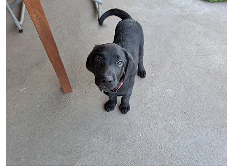 Labradoodle puppies for sale - 7/7