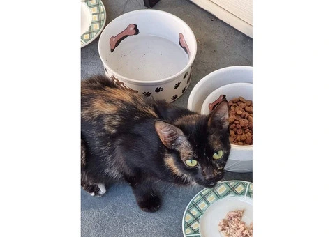 Free Female Cat & her Kittens