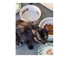 Free Female Cat & her Kittens