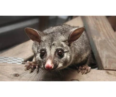 711 Possum Removal Sydney