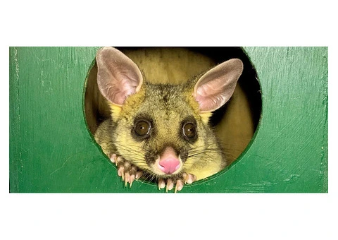 711 Possum Removal Sydney - 4/4