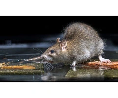 711 Rodent Control Sydney
