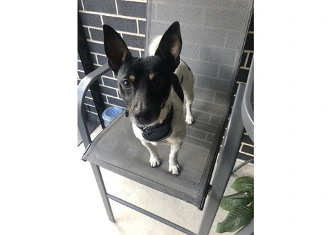 Mini jack russal - 2/5