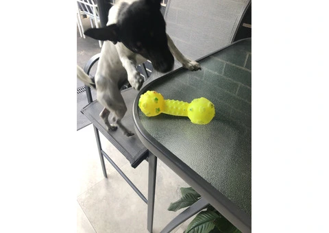 Mini jack russal - 3/5