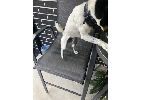 Mini jack russal - 4/5