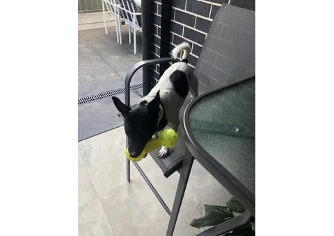 Mini jack russal - 5/5