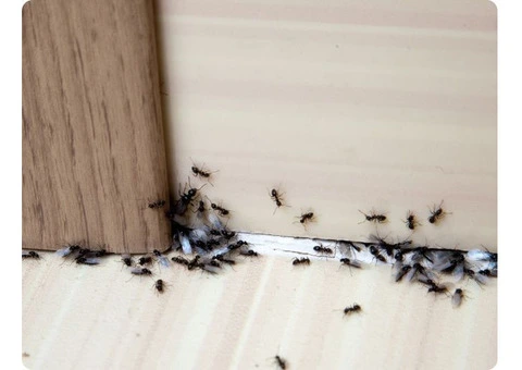 711 Ant Control Sydney - 1/5