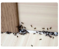 711 Ant Control Sydney