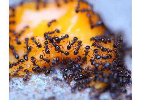 711 Ant Control Sydney - 2/5