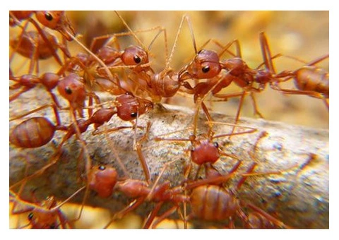 711 Ant Control Sydney - 4/5