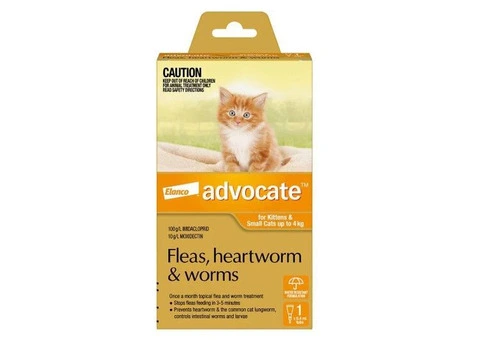 Advocate For Kittens and Small Cats Up To 4Kg
