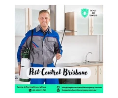 Professional Pest Control Service in Brisbane – Safe & Effective Solutions