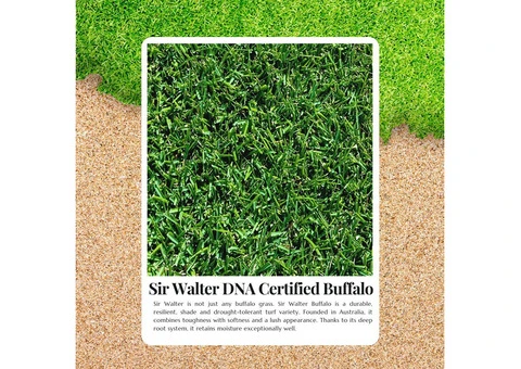 Buy Sir Walter Buffalo Turf