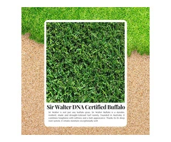 Buy Sir Walter Buffalo Turf