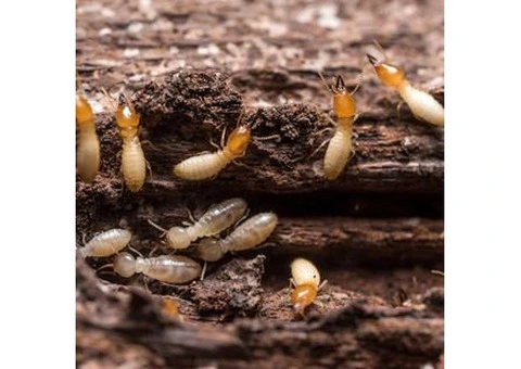 Flatline Pest Control - Termite Inspection Central Coast